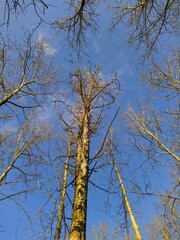 dry tree branches on a background of blue sky in autumn in a daytime bottom up view