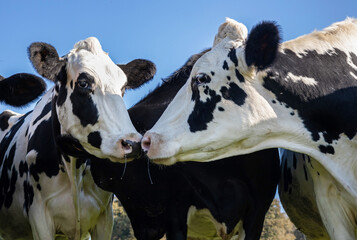 Portrait of two cows facing each other