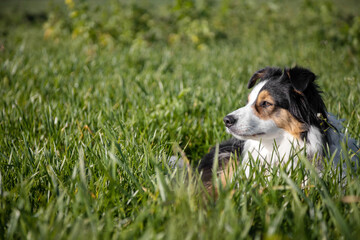 Australian shepherd dog lying in the grass