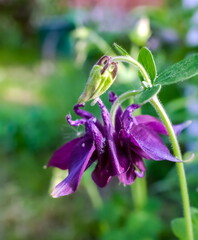 Flower Catchment closeup on green background