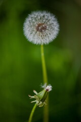 Dandelion flowers close up on background of grass