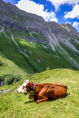 Fototapeta na wymiar Cows in alpine pasture, Pralognan la Vanoise, French Alps