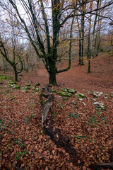 autumn in the park