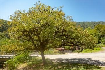 Large branched green tree covered with moss, used as a background