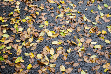 Fallen dried brown leaves scattered on a wet asphalt.