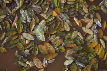 Wet autumn leaves in puddle with water drops. Autumn background