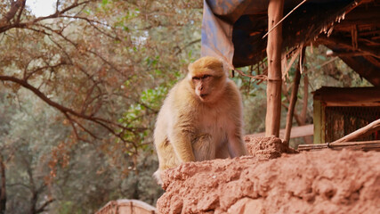 Cheeky barbary macaque (macaca sylvanus) sitting on a loam wall below a wooden shed near the cascades of Ouzoud, Morocco, Africa. Focus on monkey.