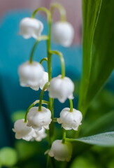 Flowers Lily of the valley closeup on a green background