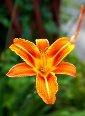Flowers Lily orange closeup on green background