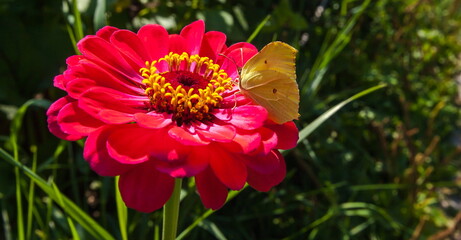 Tsinia red flowers with butterfly closeup on green background