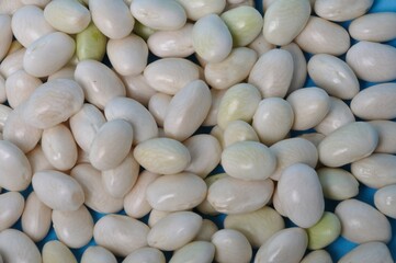 Coco paimpolais bean on a blue background