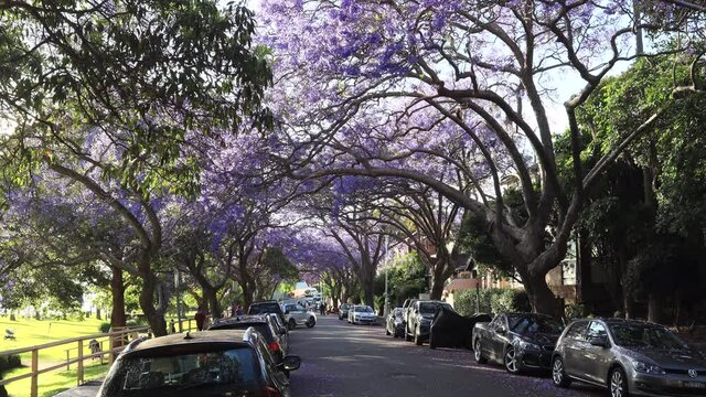 Parked cars and families taking photos and selfies with Jacaranda as 4k.
