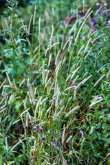 Timothy grass closeup in summer