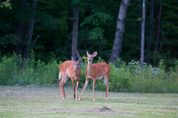 young deer pair