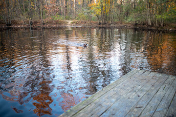 Gorgeous colors and rippling autumn leaves reflection on water. Chocolate Lab brings the stick back. Wooden defocused dock copy space in foreground.