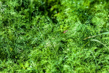Dew drops on dill closeup