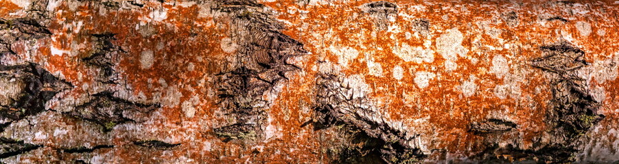 Birch bark close-up