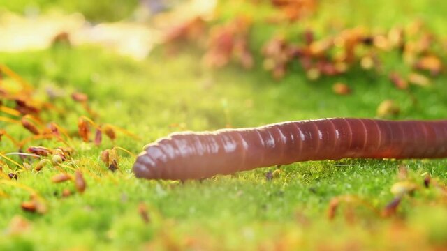 An earthworm is a terrestrial invertebrate that belongs to the class Clitellata, order Oligochaeta, phylum Annelida. They exhibit a tube-within-a-tube body plan.