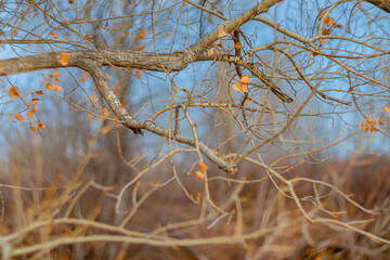 Obraz premium The last autumn leaves on the branches of a tree against the blue sky. Soft focus