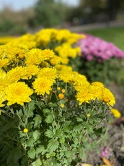 yellow flowers in the garden