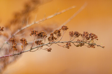 Dried brown autumn twig of a shrub. Close up. Soft focus
