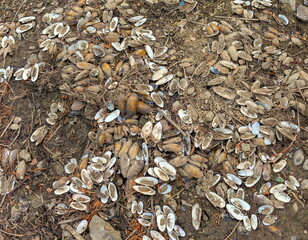 Empty shell shells on the river Bank (Background, banner, Wallpaper, texture)