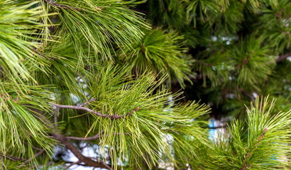 Green cedar branches (Background, banner, Wallpaper, texture)