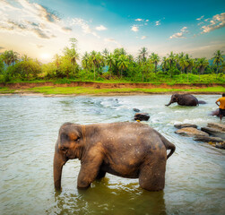 Fototapeta na wymiar Elephant and jungle