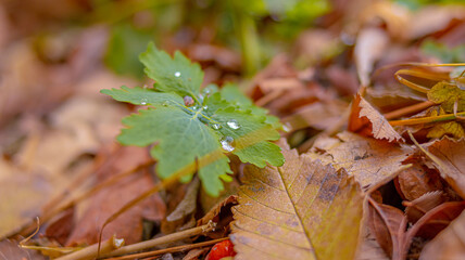 Water drops close-up on green leaves in November. Soft focus