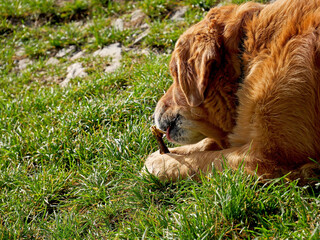 Naklejka premium Un Golden Retriever dorato rosicchia un pezzo di legno con gusto in un’area naturale verde. 