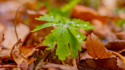 Water drops close-up on green leaves in November. Soft focus