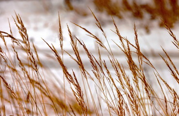 Fototapeta premium Dried grass on snow background in winter (background, banner, Wallpaper, texture)