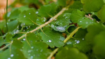 Drops of November rain on green leaves surrounded by dry autumn leaves. Soft focus. Close up
