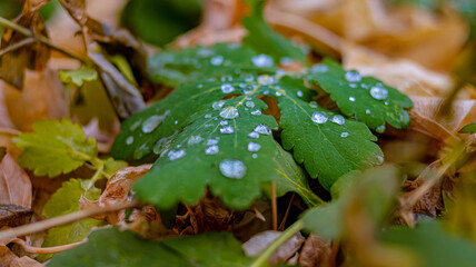 Drops of November rain on green leaves surrounded by dry autumn leaves. Soft focus. Close up