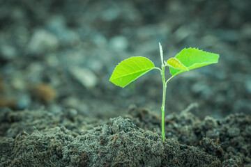 Young green Plant in a Soil. Sprout of Tree on a soil Background. New life start concept. Growing trees.