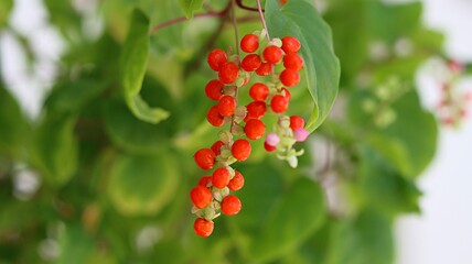 bloodberry on my balcony