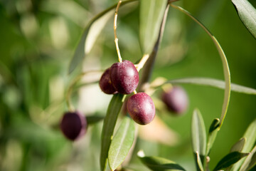 Fresh olives close up photo. Harvest season in France. Ripening fruits.