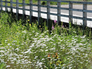 flowers and fence