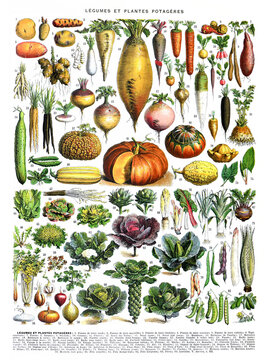 Vintage hand drawn vegetables, for healthy food and lifestyle with numbers for education / Antique engraved illustration from from La Rousse XX Sciele	