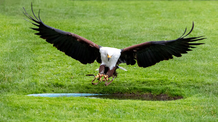 Ein Schreiseeadler vor ergreifen der Beute im Flug frontal