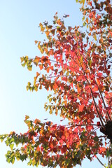 red autumn leaves on blue sky