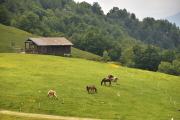 pascoli montagna