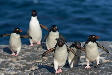Obraz premium Rockhopper Penguins (Eudyptes chrysocome) return to their colony on the cliffs of Bleaker Island in the Falkland Islands