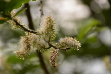 natura montagna