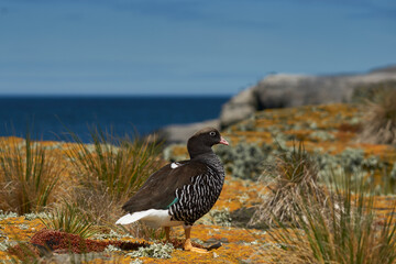 Female Kelp Goose (Chloephaga hybrida malvinarum) on a lichen covered cliff on Bleaker Island in the Falkland Islands.