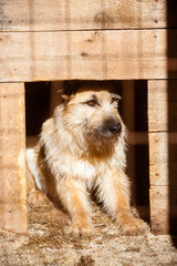 Fluffy dog in the aviary. Dog in shelter cage