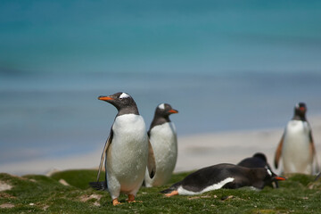 Gentoo Penguins (Pygoscelis papua) on a grassy pasture on Bleaker Island in the Falkland Islands.