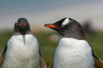 Gentoo Penguins (Pygoscelis papua) on a grassy pasture on Bleaker Island in the Falkland Islands.
