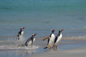 Gentoo Penguins (Pygoscelis papua) coming ashore after a day spent feeding at sea. Bleaker Island...
