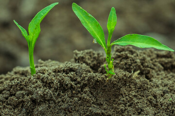 Step of growing sprout. New life start concept. Growing trees.